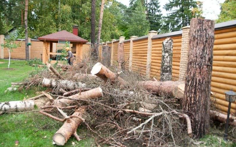 Спил (удаление, вырубка) деревьев – цена корчевания, дробления веток и ...