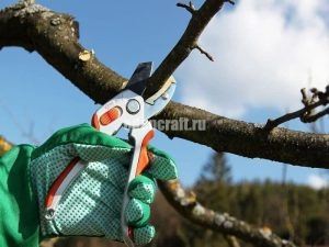 Обрезка деревьев