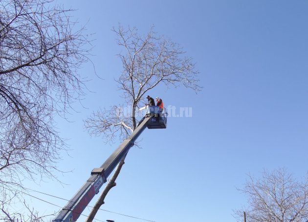 Tower for tree sawing (General) saw cut,trees,old tree,felling,sky