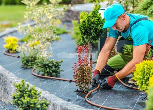 Professional Caucasian Gardener Building Plants Irrigation System in Developed Garden. Industrial Theme.
