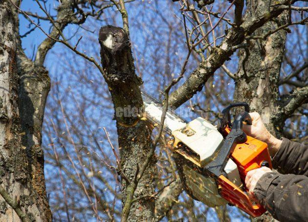 Gardener working in the garden during springtime. Petrol chainsaw in male hands