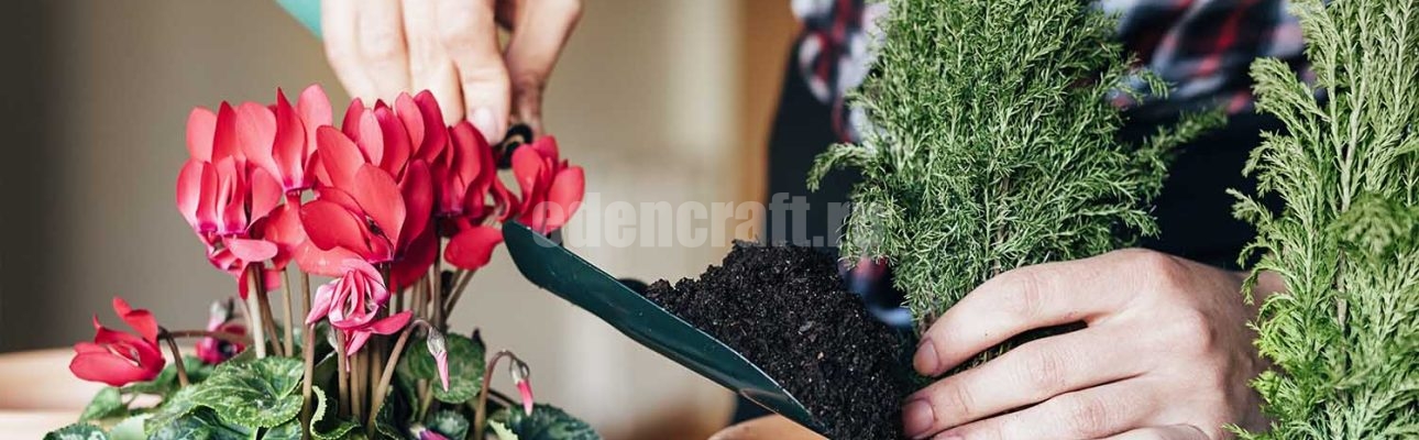 Woman's hands transplanting plant a into a new pot.